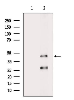 Invitrogen OR52J3 Polyclonal Antibody 100 &mu;L; Unconjugated:Antibodies,