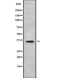 Invitrogen OR56B2P Polyclonal Antibody 100 &mu;L; Unconjugated:Antibodies,