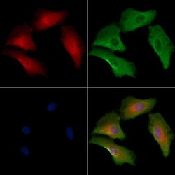 Invitrogen OR1A2 Polyclonal Antibody 100 &mu;L | Buy Online | Invitrogen&trade; | Fisher Scientific