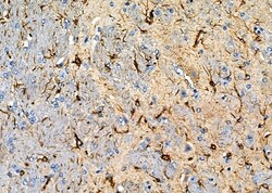 Invitrogen OR1A2 Polyclonal Antibody 100 &mu;L | Buy Online | Invitrogen&trade; | Fisher Scientific