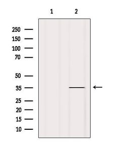 Invitrogen OR1A2 Polyclonal Antibody 100 &mu;L | Buy Online | Invitrogen&trade; | Fisher Scientific