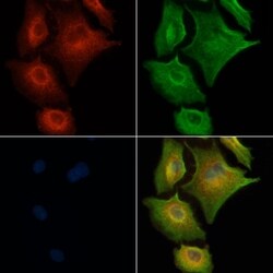 OR1E2 Polyclonal Antibody, Invitrogen 100 &mu;L; Unconjugated:Antibodies,