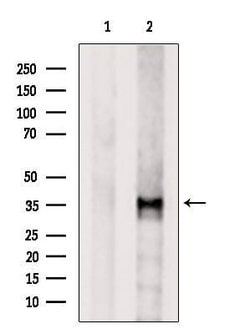 Invitrogen OR2B3 Polyclonal Antibody 100 &mu;L; Unconjugated:Antibodies,