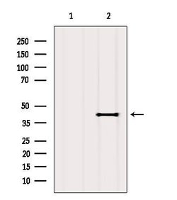 Invitrogen OR2T4 Polyclonal Antibody 100 &mu;L | Buy Online | Invitrogen&trade; | Fisher Scientific