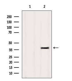 Invitrogen OR4D9 Polyclonal Antibody 100 &mu;L; Unconjugated:Antibodies,