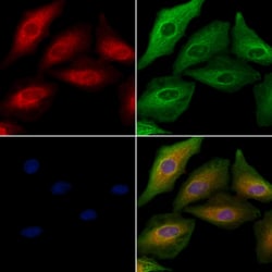 Invitrogen OR5T1 Polyclonal Antibody 100 &mu;L; Unconjugated:Antibodies,
