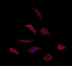 Invitrogen OR5T1 Polyclonal Antibody 100 &mu;L; Unconjugated:Antibodies,