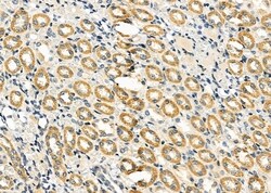 Invitrogen OR5T1 Polyclonal Antibody 100 &mu;L; Unconjugated:Antibodies,