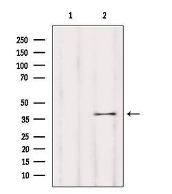 Invitrogen OR5T1 Polyclonal Antibody 100 &mu;L; Unconjugated:Antibodies,