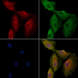 Invitrogen OR5T3 Polyclonal Antibody 100 &mu;L; Unconjugated:Antibodies,