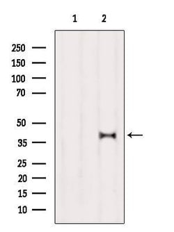 Invitrogen OR5T3 Polyclonal Antibody 100 &mu;L; Unconjugated:Antibodies,