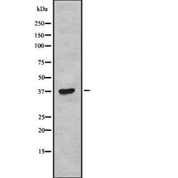 Invitrogen TAS2R38 Polyclonal Antibody 100 &mu;L; Unconjugated:Antibodies,