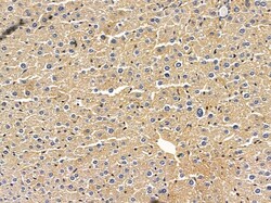 Invitrogen TAS2R60 Polyclonal Antibody 100 &mu;L; Unconjugated:Antibodies,