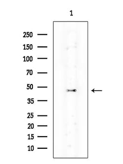 Invitrogen TAS2R60 Polyclonal Antibody 100 &mu;L; Unconjugated:Antibodies,
