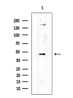 Invitrogen TAS2R60 Polyclonal Antibody 100 &mu;L; Unconjugated:Antibodies,