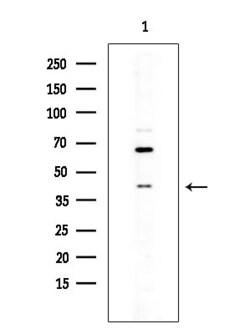 Invitrogen TAS2R4 Polyclonal Antibody 100 &mu;L; Unconjugated:Antibodies,