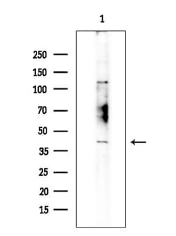 Invitrogen TAS2R4 Polyclonal Antibody 100 &mu;L; Unconjugated:Antibodies,