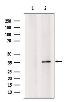 Invitrogen OR52K2 Polyclonal Antibody 100 &mu;L; Unconjugated:Antibodies,