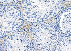 Invitrogen OR52M1 Polyclonal Antibody 100 &mu;L; Unconjugated:Antibodies,