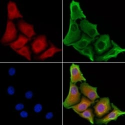 Invitrogen OR52N5 Polyclonal Antibody 100 &mu;L; Unconjugated:Antibodies,