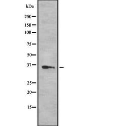 Invitrogen OR52N5 Polyclonal Antibody 100 &mu;L; Unconjugated:Antibodies,