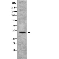 Invitrogen OR4A47 Polyclonal Antibody 100 &mu;L; Unconjugated:Antibodies,