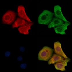 Invitrogen OR4N2 Polyclonal Antibody 100 &mu;L; Unconjugated:Antibodies,