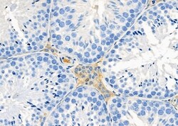 Invitrogen OR4N2 Polyclonal Antibody 100 &mu;L; Unconjugated:Antibodies,