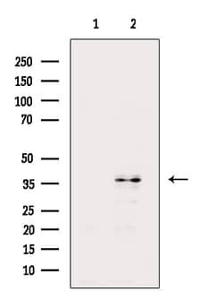 Invitrogen TAS2R46 Polyclonal Antibody 100 &mu;L | Buy Online | Invitrogen&trade; | Fisher Scientific