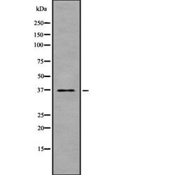 Invitrogen TAS2R30 Polyclonal Antibody 100 &mu;L; Unconjugated:Antibodies,