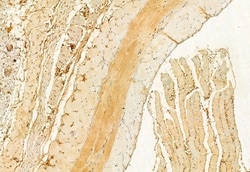 Invitrogen C2orf33 Polyclonal Antibody 100 &mu;L; Unconjugated:Antibodies,