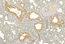 Invitrogen C2orf33 Polyclonal Antibody 100 &mu;L; Unconjugated:Antibodies,