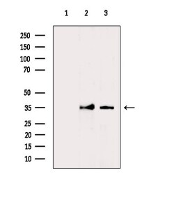 Invitrogen C2orf33 Polyclonal Antibody 100 &mu;L; Unconjugated:Antibodies,