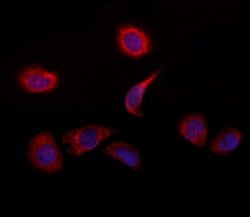 Invitrogen C2orf33 Polyclonal Antibody 100 &mu;L; Unconjugated:Antibodies,