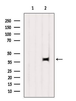 Invitrogen C2orf33 Polyclonal Antibody 100 &mu;L; Unconjugated:Antibodies,