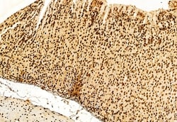 Invitrogen SHARPIN Polyclonal Antibody 100 &mu;L | Buy Online | Invitrogen&trade; | Fisher Scientific