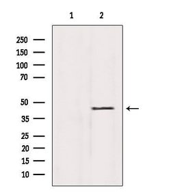 Invitrogen SHARPIN Polyclonal Antibody 100 &mu;L | Buy Online | Invitrogen&trade; | Fisher Scientific