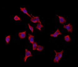 Invitrogen VPRBP Polyclonal Antibody 100 &mu;L; Unconjugated:Antibodies,
