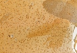 Invitrogen VPRBP Polyclonal Antibody 100 &mu;L; Unconjugated:Antibodies,