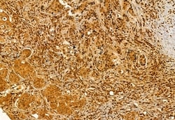 Invitrogen VPRBP Polyclonal Antibody 100 &mu;L; Unconjugated:Antibodies,