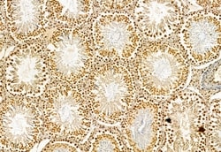 Invitrogen VPRBP Polyclonal Antibody 100 &mu;L; Unconjugated:Antibodies,