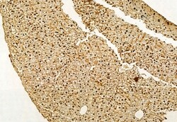 Invitrogen VPRBP Polyclonal Antibody 100 &mu;L; Unconjugated:Antibodies,