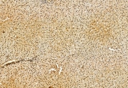 Invitrogen VPRBP Polyclonal Antibody 100 &mu;L; Unconjugated:Antibodies,