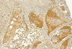 Invitrogen VPRBP Polyclonal Antibody 100 &mu;L; Unconjugated:Antibodies,
