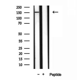 Invitrogen VPRBP Polyclonal Antibody 100 &mu;L; Unconjugated:Antibodies,