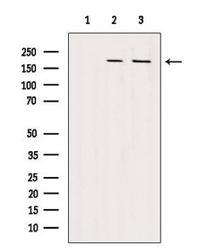 Invitrogen VPRBP Polyclonal Antibody 100 &mu;L; Unconjugated:Antibodies,