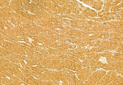 Invitrogen FXYD1 Polyclonal Antibody 100 &mu;L; Unconjugated:Antibodies,