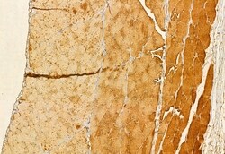 Invitrogen FXYD1 Polyclonal Antibody 100 &mu;L; Unconjugated:Antibodies,