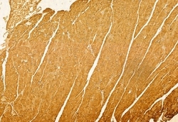 Invitrogen FXYD1 Polyclonal Antibody 100 &mu;L; Unconjugated:Antibodies,