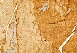 Invitrogen FXYD1 Polyclonal Antibody 100 &mu;L; Unconjugated:Antibodies,